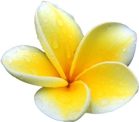 Download Plumeria Picture HQ PNG Image | FreePNGImg