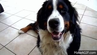 Biped versus Quadruped | Bernese mountain dog, Dog medicine, Dogs