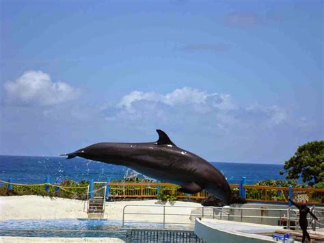 Chidinma Inspirations: Meet A Wholphin (Half Whale Half Dolphin)