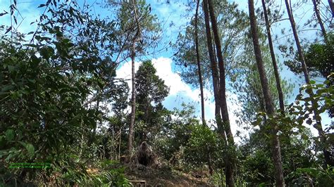 Pahit Petani Kala Tengkulak Kuasai Niaga Kemenyan - Mongabay.co.id