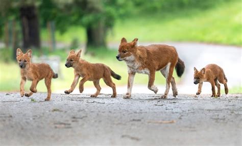 Adorable pups add to park’s dhole pack | Shropshire Star