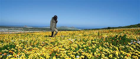 Namaqua Flower Route; Nieuwoudtville to Springbok; Northern Cape ...