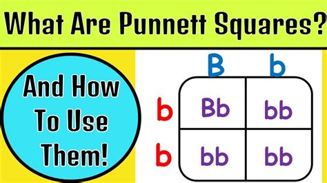 Understanding Punnett Squares For Kids