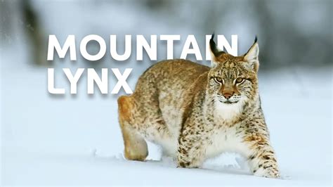 The Life Of The Mighty Lynx Predator In Europe's Forests | Wildlife Documentary - YouTube