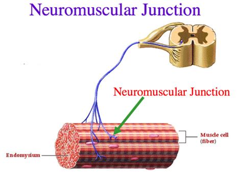 Neuromuscular junction