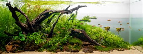 Aquascaping: The Art and Science of Aquariums