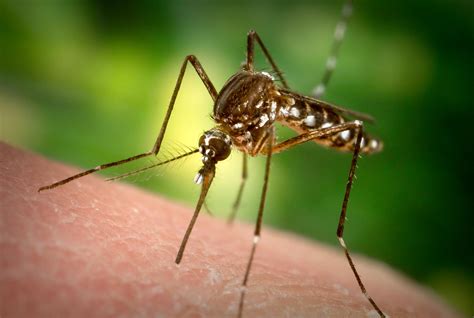 Invasive yellow fever mosquitoes found in Southland - MyNewsLA.com