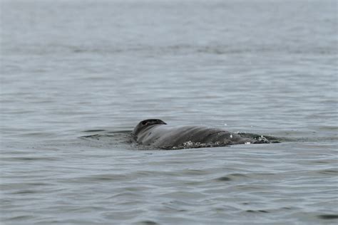 Baby Gray Whale | Nathan Gibbs | Flickr