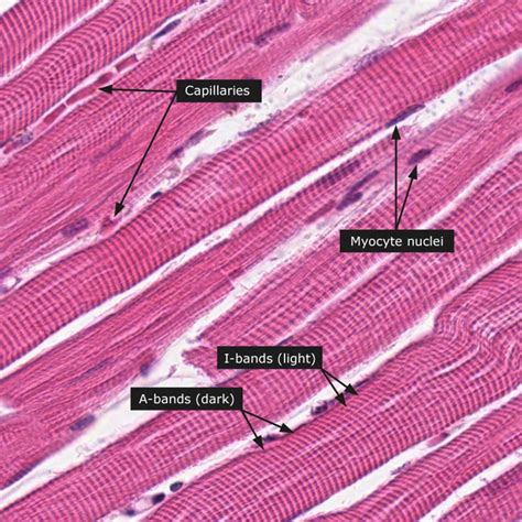 Human Anatomy Lab Exercises Tissues Recognition and Function Flashcards ...