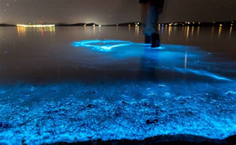 Bioluminescent plankton | Reef2Reef