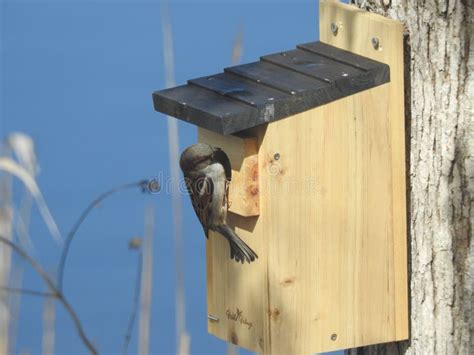 Sparrow Nesting in a Bird Box on a Tree Stock Photo - Image of wood, grass: 244660280