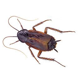 Oriental Cockroaches | Facts & Identification, Control & Prevention