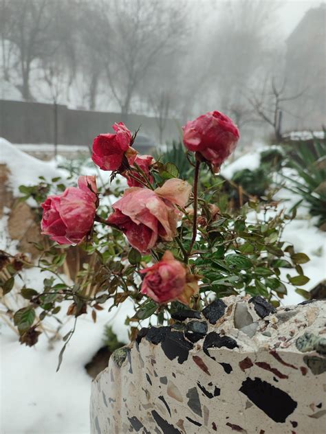 Roses in snow :: Behance