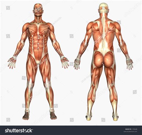 3d Render Depicting Human Anatomy Muscles Stock Illustration 125648 ...