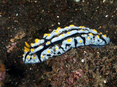 55 of the Most Colorful Sea Slugs in the World - Color Meanings