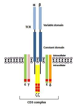 The T Cell Marker, CD3 Antigen & Antibodies: Mini-review | Bio-Rad