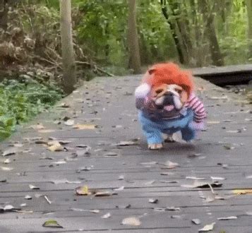 Hilarious Chucky Dog Halloween Costume - Barnorama