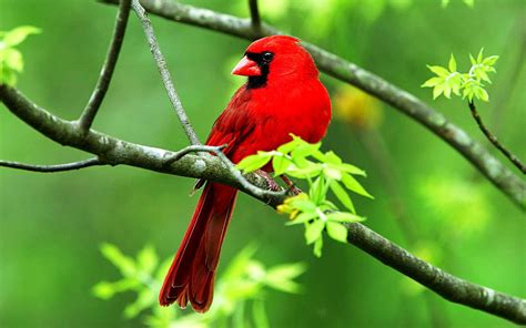 Bird Desktop Wallpaper Beautiful Cardinal Bird : Wallpapers13.com