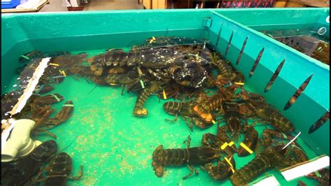 Giant lobster heads to New England Aquarium - YouTube