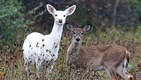 Seneca White Deer Tour | Life in the Finger Lakes