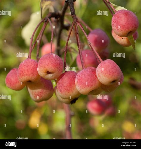 Apple-tree, wild apple, Malus transitoria, fruits in the tree, Nordwestchina, apple-tree, apples ...