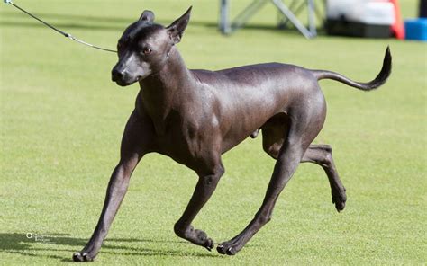 Wazzat Xoloitzcuintle — Xoloitzcuintle Breeder in Bunbury, Australia