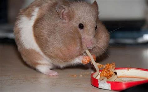 Big Fat Hamster eating Spaghetti !! | Animals | Pinterest