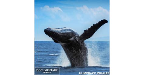 Humpback Whales: The Award-Winning IMAX Film Premiering on Documentary Showcase