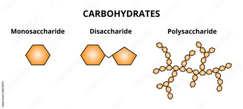 Vector set of three categories of carbohydrates – monosaccharide, disaccharide and ...