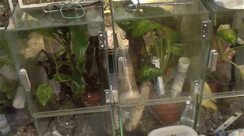 DENDROBATES TINCTORIUS- MORPHS - YouTube