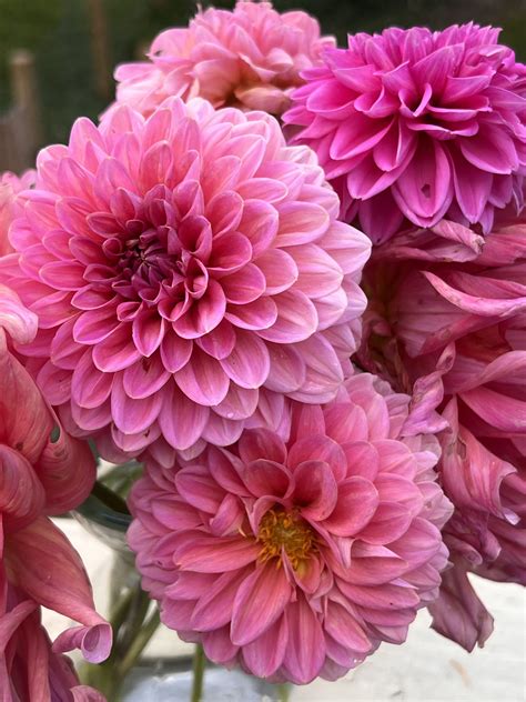 Dahlia Clippings - Eden Brothers