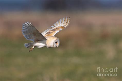 Barn Owl Hunting Photograph by Thomas Hanahoe