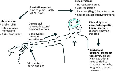 Hsv incubation period: Herpes Incubation Period: Your HSV Questions ...