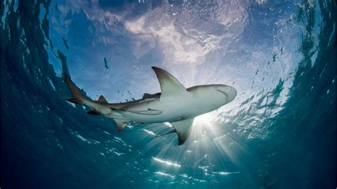 Florida beachgoers beware: This 'shark attack capital of the world' is seeing a rise in ...