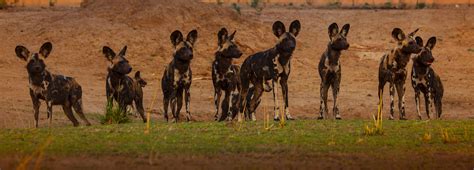 What’s in a name? Why we call them painted wolves | BBC Earth