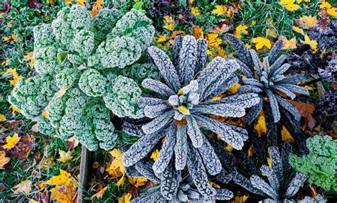 Protect Outdoor Plants From Frost - Farmers' Almanac - Plan Your Day ...