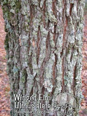 Early Forest : Tree Photography and Information: Photo : Winged Elm Bark