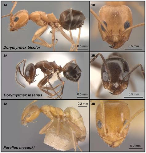 Ants of Florida Identification History and Natural