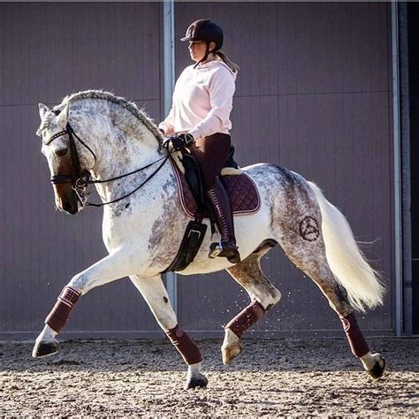 #horseriding #horserider #equine Stunning gorgeous rare colour | Horses, Dressage horses, Dressage