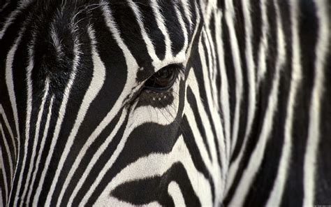 HD wallpaper: Zebra in very close, closeup photo of zebra, animal | Wallpaper Flare