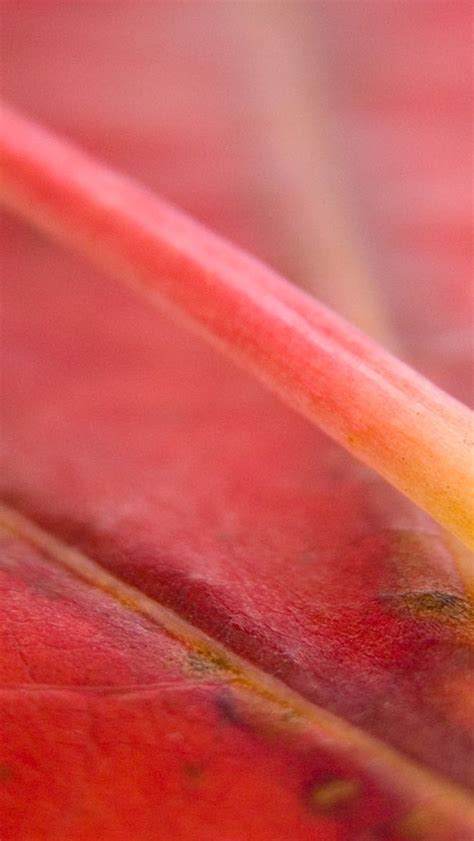 1082x1920 Resolution macro, leaf, veins 1082x1920 Resolution Wallpaper ...