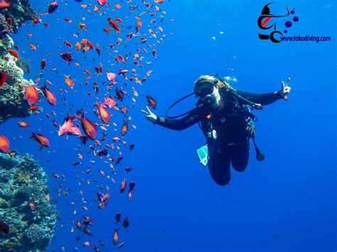 Scuba Diving in the Red Sea