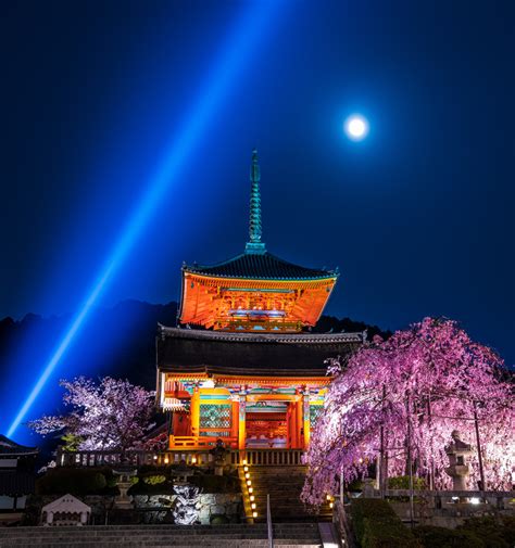 1-Day Kyoto Cherry Blossom Walking Itinerary - Travel Caffeine