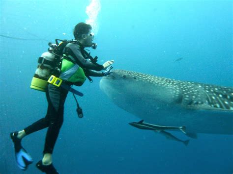 Relentless Financial Improvement: Scuba diving in Okinawa, Japan