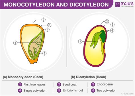 Cotyledons, Monocotyledons and Dicotyledonous - An Overview