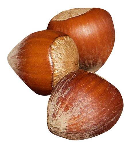 Hazelnut PNG Image - PurePNG | Free transparent CC0 PNG Image Library