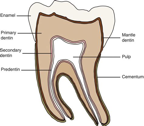 Antone Cowan: The parts of a Tooth