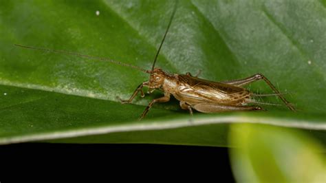 Do Crickets Bite? Uncovering Symptoms And Risks - Pest Control Helper