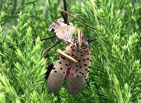 Spotted Lantern Fly Predators : pestcontrol