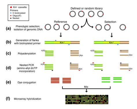 Monitoring of gene knockouts: genome-wide profiling of conditionally essential genes | Genome ...